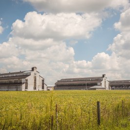 a close up of a flower field